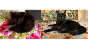 Тот самый котёнок, год спустя