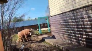 Кормим быка с руки