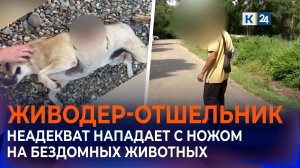 Живущий в хибаре мужчина режет бездомных собак ножом в Краснодаре