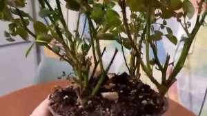 Рассказываю о домашней розе