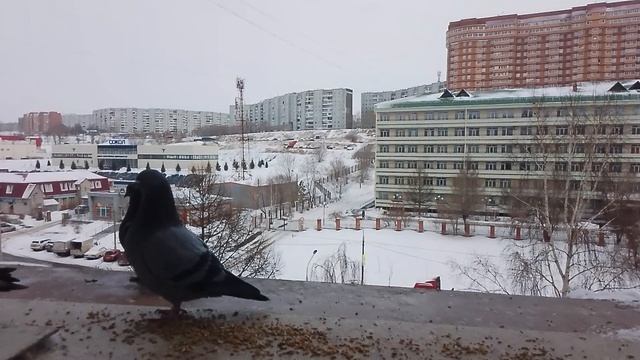 Голуби - самцы делят территорию!