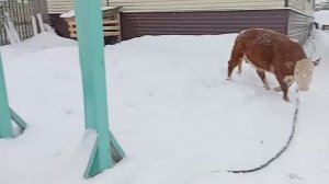 Зимняя прогулка быка Бориса