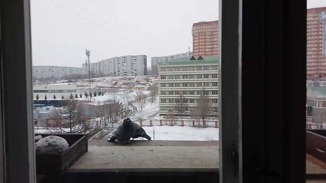 Любовь и ГОЛУБИ