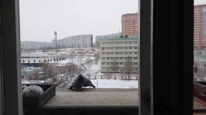 Любовь и ГОЛУБИ