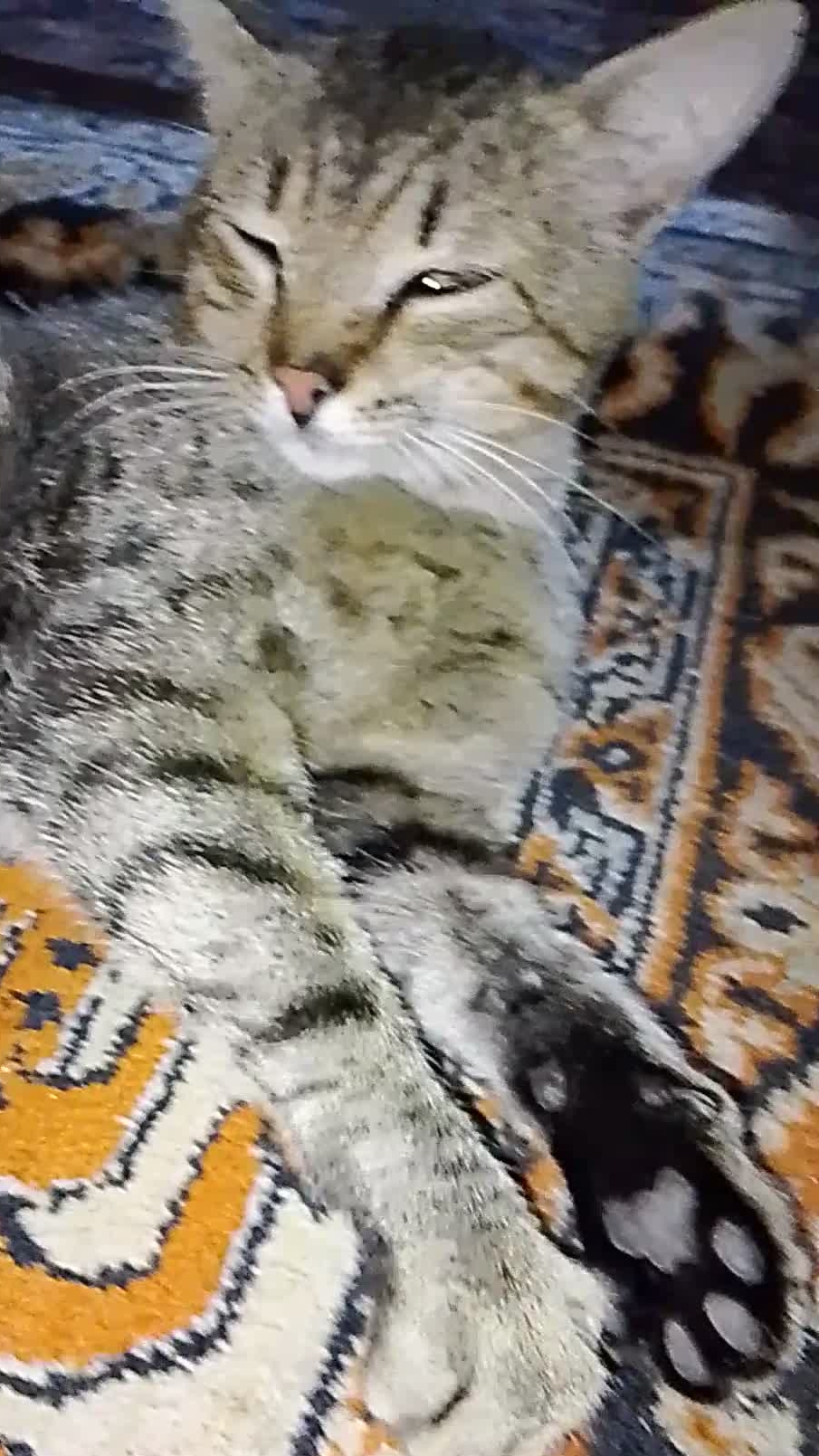 Так жрать хочется!😻 Мама, я пришел! Ну, покорми меня!😁 Смешные животные смотреть онлайн