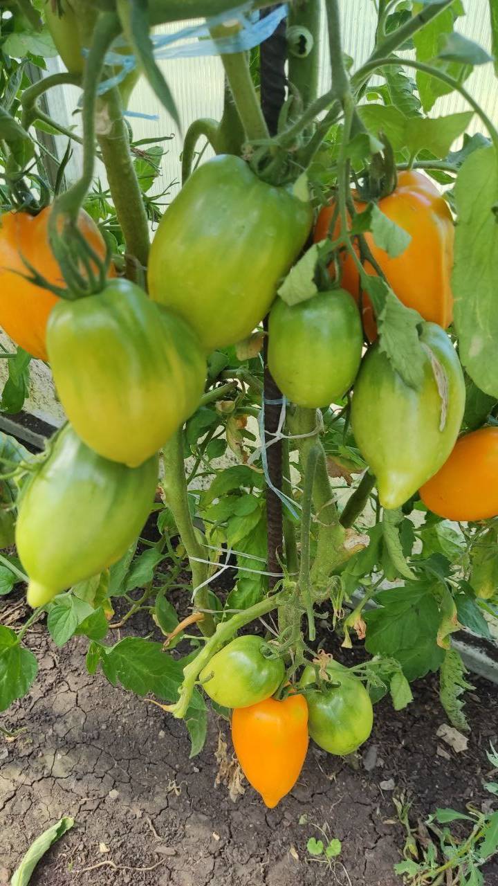 ТОМАТ ЗОЛОТОЙ КЕНИГСБЕРГ смотреть онлайн