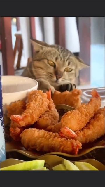 Наглая морда) смотреть онлайн