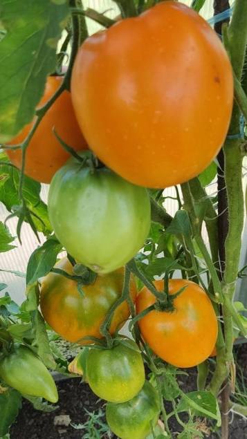 ЗНАМЕНИТАЯ СЕРИЯ МИНУСИНСКИЕ ТОМАТЫ - СОРТ МИНУСИНСКИЕ СТАКАНЫ ОРАНЖЕВЫЕ смотреть онлайн