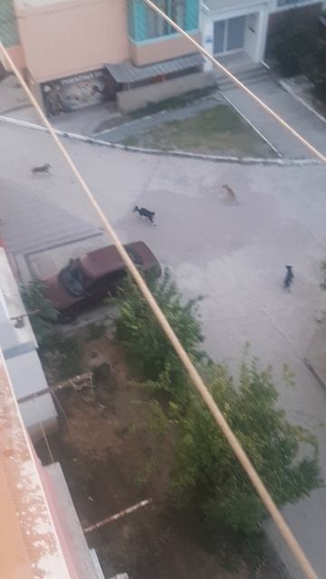 КАПИТОШКА ДЕТСТВА