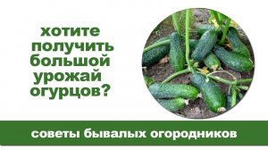 Подкормка огурцов дрожжами / Рецепты, правила применения.