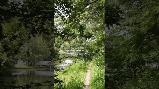 Лесопитомник