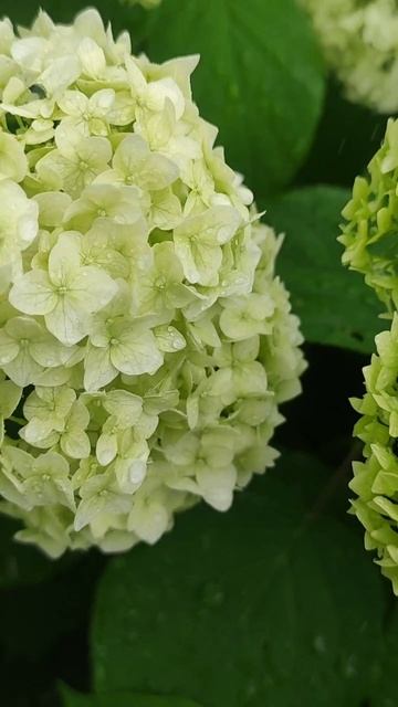 Летний дождь. Гортензия с розой смотреть онлайн