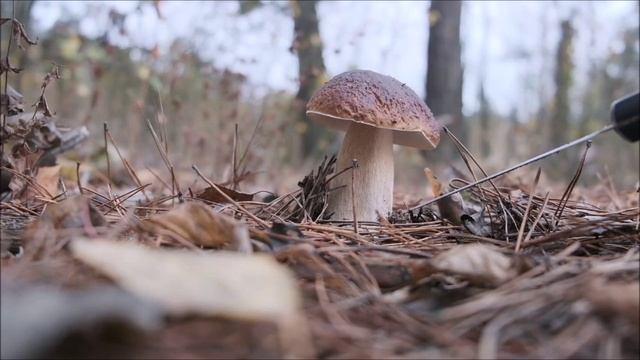 Здравствуй Лето .mp4