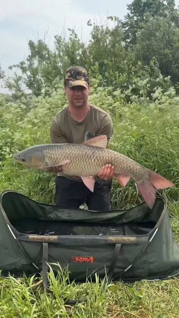 Поймали огромного белого Амура 12 + кг  #carpfishing #carptoday #carptodaybaits #рыбалка