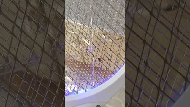 комар под пятницу с шефами разлетается.mp4