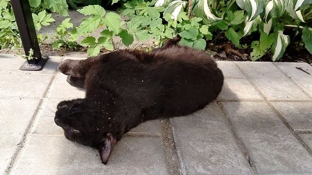 Новый Клематис Жгучий (Clematis flammula) зацвёл в нашем саду 2025 смотреть онлайн