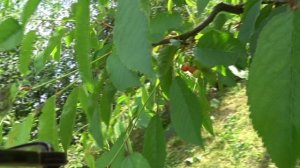 ФОРМИРОВКА ЧЕРЕШНИ от мая до июня через год. Веретено - супер в маленьком саду