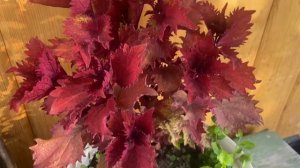 Колеус Хенна. Красивый.