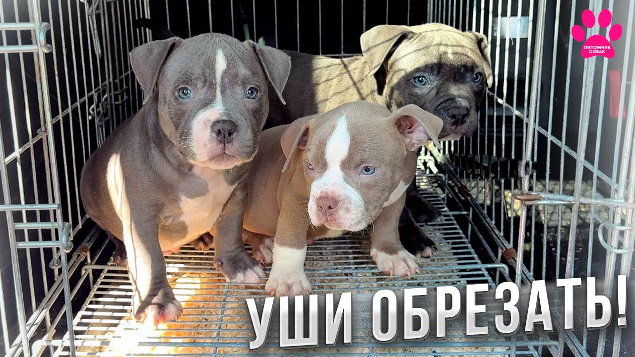 Едем обрезать уши! Результат покажу! На Американских Булли заводчику не заработать!