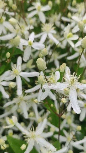 Летний дождь смотреть онлайн