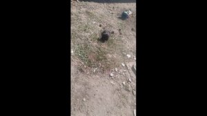 Пёс 1 серия Щенячий патруль Лучшие погони мп
