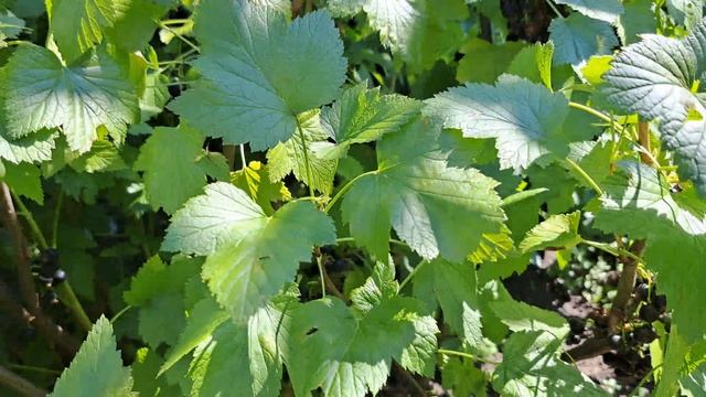 Чёрная,ароматная ,урожайная смородина! смотреть онлайн