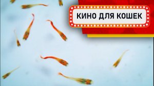 Видео для кошек - Оранжевые рыбки на белом фоне (Развлеки своего кота)