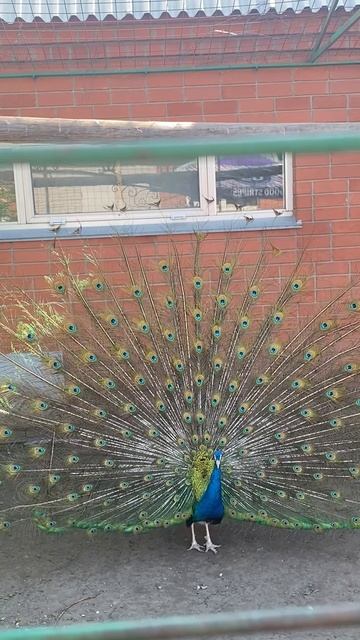 Павлин поздравил меня с др! 🥳 НЕОЖИДАННО!