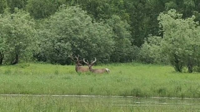 Госинспектор снял на видео маралов смотреть онлайн