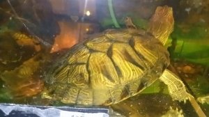 Красноухие черепахи 04-07-2025