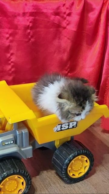 Котенок и желтый самосвал 2. #шорты 4k смотреть онлайн