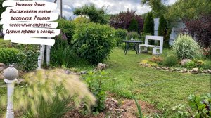 Уютная дача: Высаживаем новые растения. Рецепт чесночных стрелок. Сушим травы и овощи.