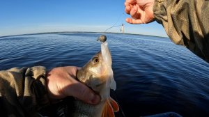 ПОВЕРИТЬ НЕ МОГ ЧТО ПОЙМАЮ СТОЛЬКО КРУПНОГО ОКУНЯ НА ЭТУ ПРИМАНКУ! Рыбалка на Окуня . Спиннинг 2025