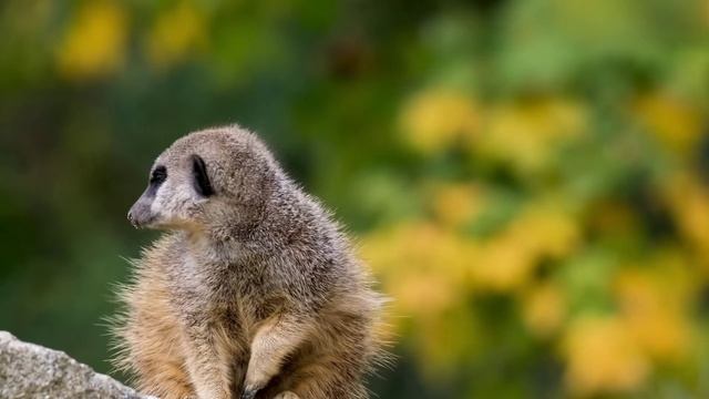 Titanic & My Heart Will Go On смотреть онлайн