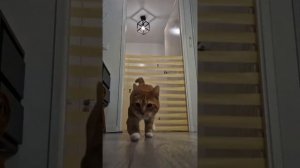 Бег с препятствиями