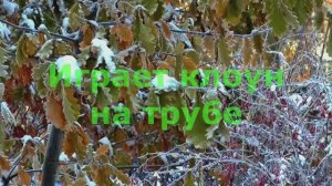 Играет клоун на трубе