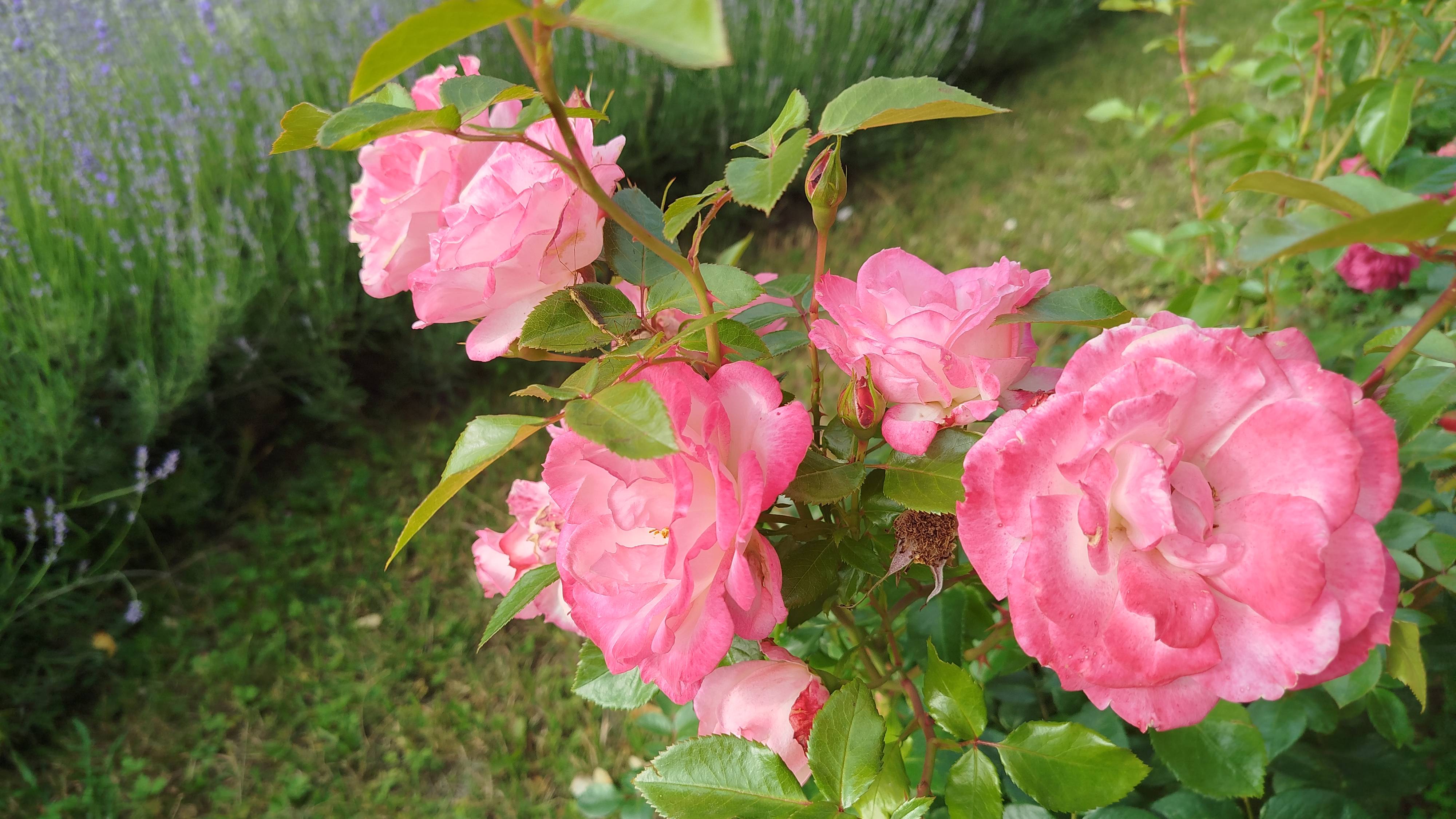 Розовые розы смотреть онлайн