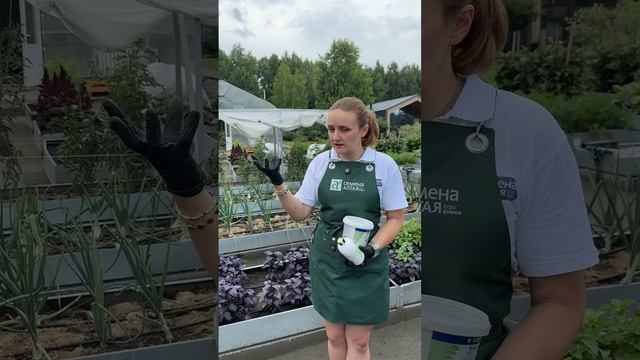 ЧЕМ ПОДКОРМИТЬ РАСТЕНИЯ ПОСЛЕ ДОЖДЕЙ смотреть онлайн