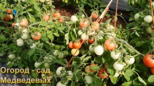 Начало созревания. Переходим на подкормку для получения сладких томатов