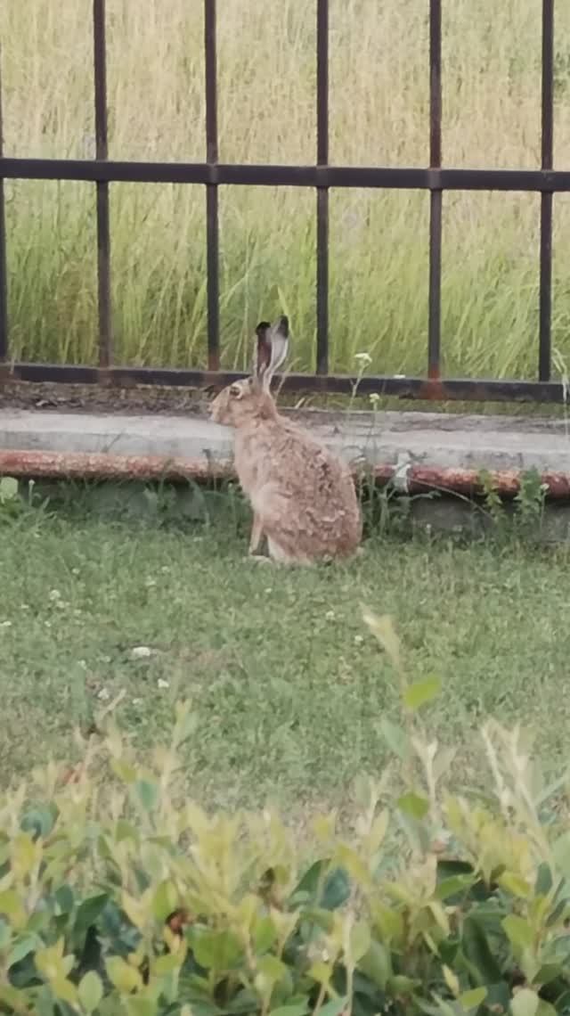 И снова зайцы в городе смотреть онлайн