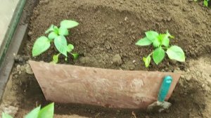 Электрокультура (эксперимент), проверка влияния микротоков на рост и развитие растений ч. 1