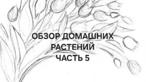 Обзор домашних растений часть 5