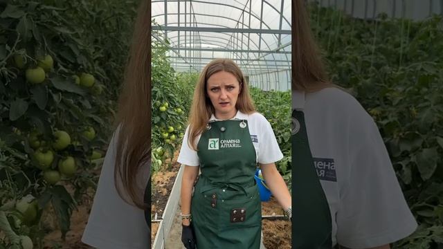 ПОЧЕМУ СКРУЧИВАЮТСЯ ЛИСТЬЯ НА ТОМАТАХ смотреть онлайн