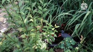 Чистка цветника.