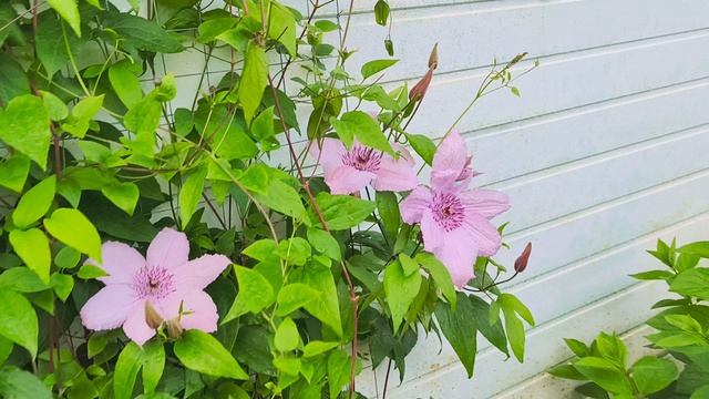Полю и собираю клубнику, доделала цветники. смотреть онлайн
