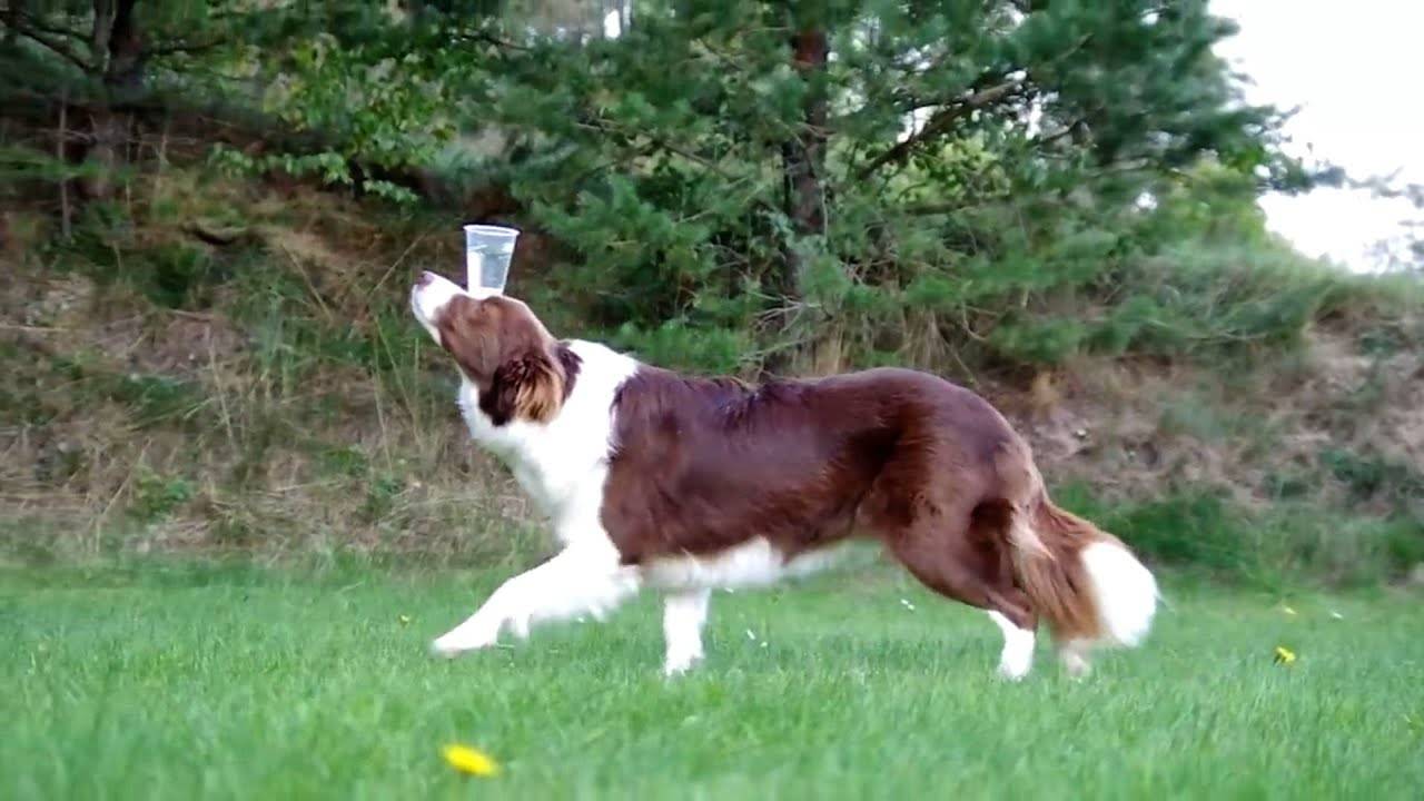 Самые УМНЫЕ собаки в мире! смотреть онлайн