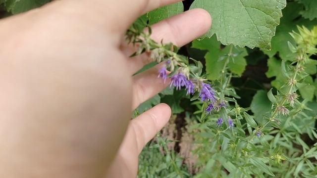 Иссоп - случайная находка 2025 смотреть онлайн