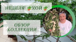 Неделя 🪴хой🪴. Обзор коллекции и уход.