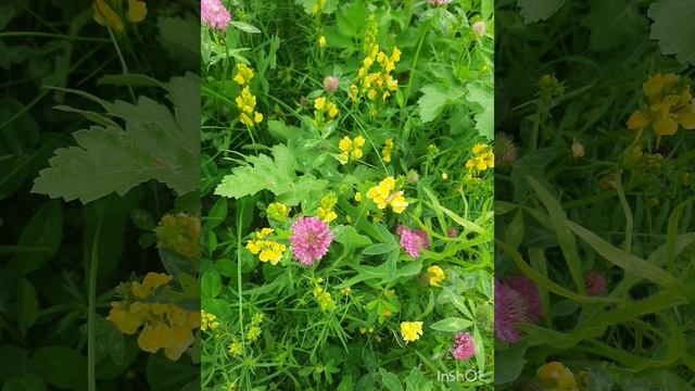 Цветы и краснеющая рябина. Ощущается на краски природы не 4 июля , а 15 июля . .mp4 смотреть онлайн