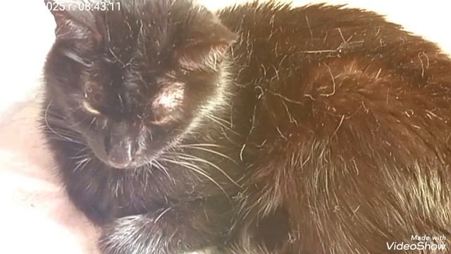 МОИ ЛЮБИМКИ 🐈🐈🐈🥰☕🖥️ смотреть онлайн